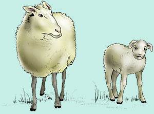 The rancher now had an orphan lamb without a mother to care for it, and a mother sheep who had just lost her lamb.