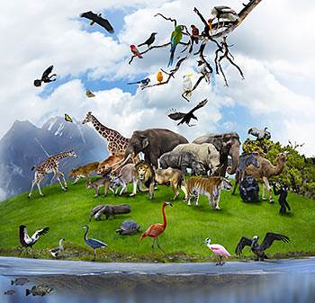 God made the animals, birds and fish
