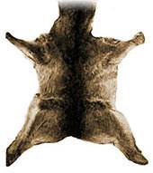 God killed innocent animals to provide the coats of skins for Adam and Eve.