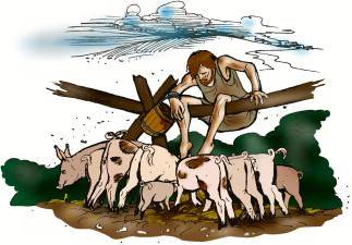 prodigal looking after the pigs